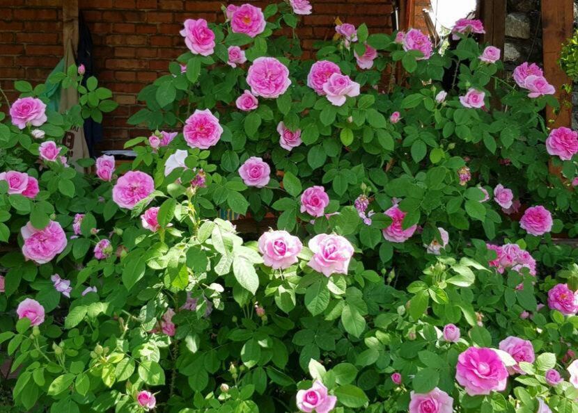 111641619_KGNMAJB3-1 - photos