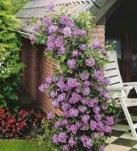 114577932_EHDYTTN-1 - photos