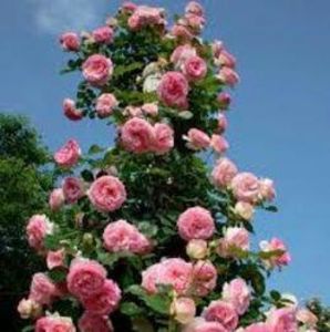 114123090_IMLAAWF-1 - photos