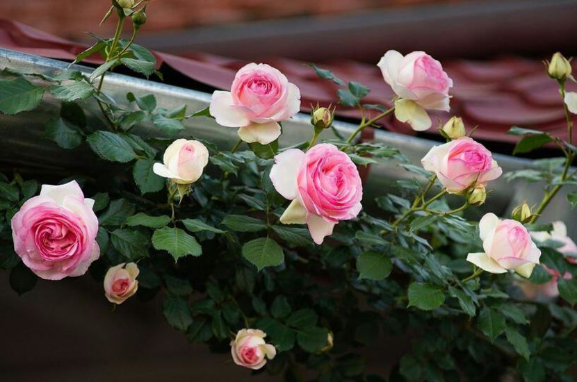 115107040_FRSSTXY3-1 - photos