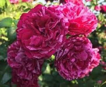 114577906_VYPJVFD-1 - photos