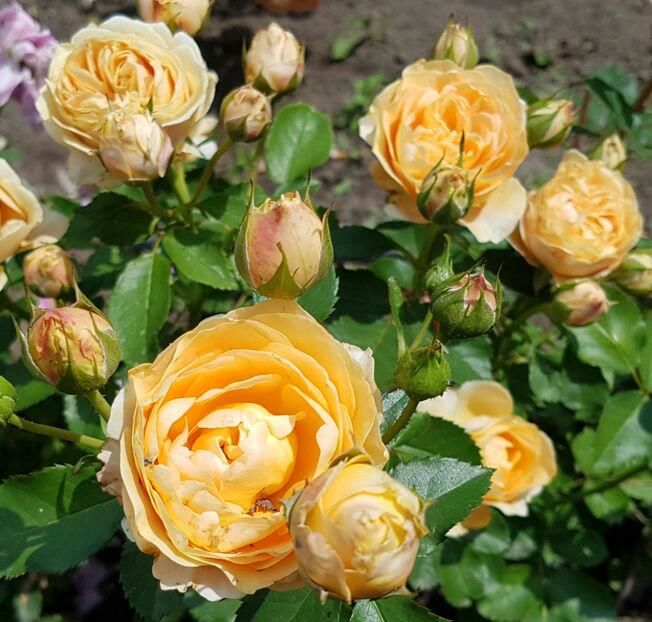 111639376_FQSNNRL3-1 - photos