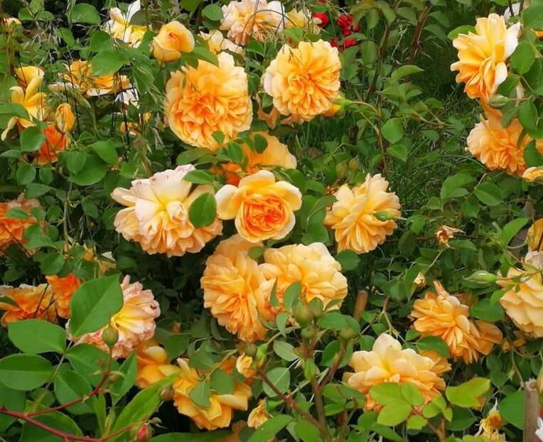 114049480_APJKKVL-1 - photos