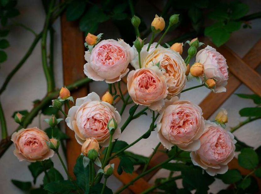 115107019_LWIEUKI3-1 - photos