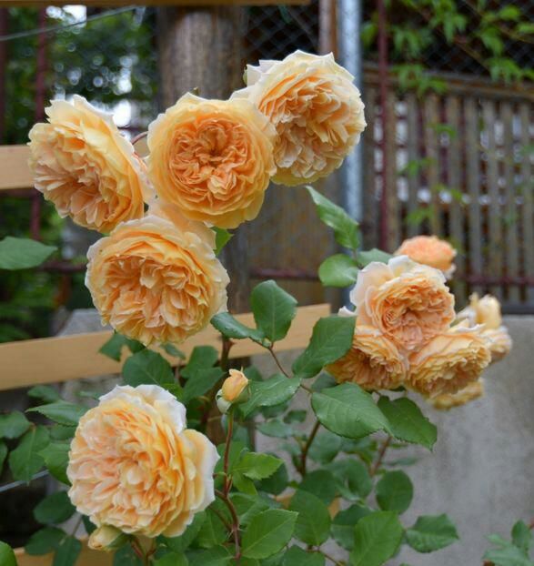 113635978_DJTSWHK3-1 - photos