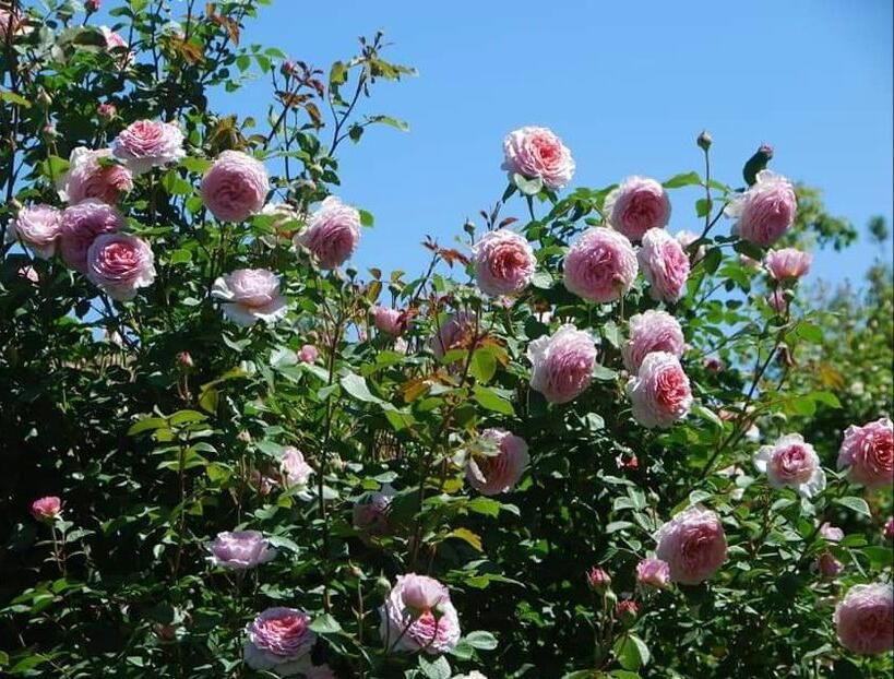 115104144_EVQWISM-1 - photos