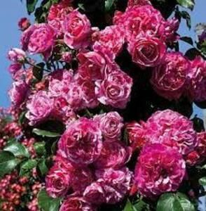 114689917_PRNWGBQ-1 - photos