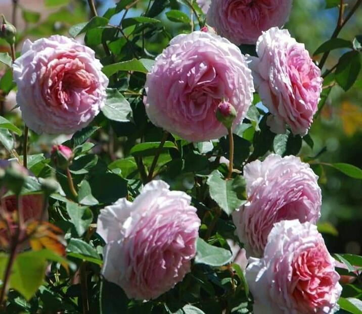 115106819_OOKHIRO-1 - photos