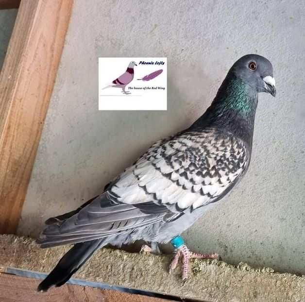  - Nu îmi aparțin 5