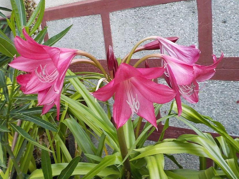  - crinum powelii bosanquet