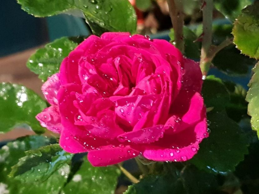 Rose de Rescht (tufa) Damasc 50 - Toamna 2025