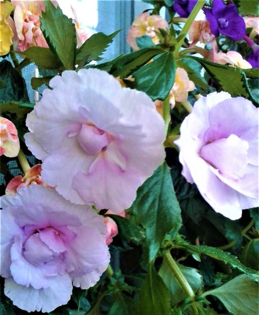  - Frumosi mei achi astazi