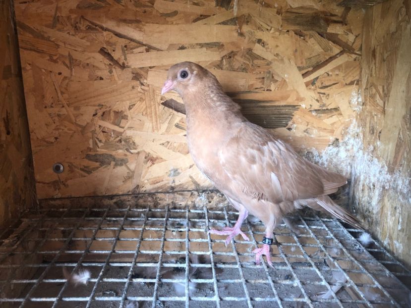 499/22 - 5- lot zbor 2022