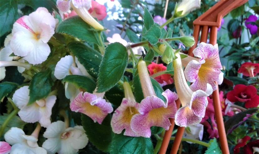  - Frumosi mei achi astazi