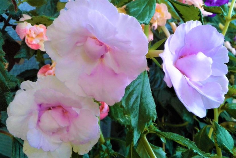  - Frumosi mei achi astazi