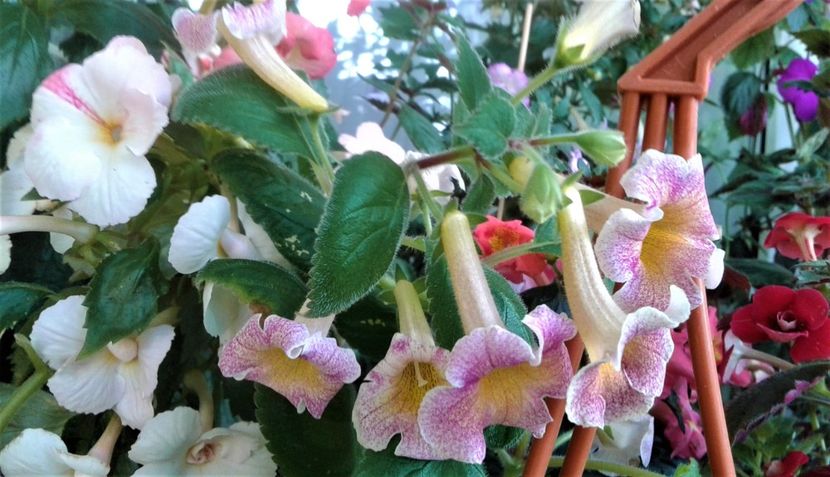  - Frumosi mei achi astazi