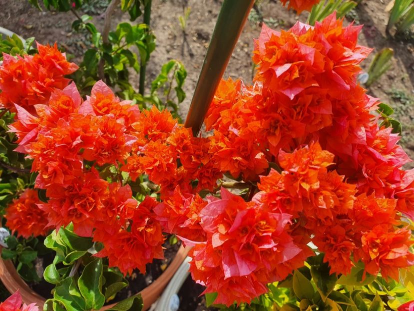  - bouga Mahara Orange