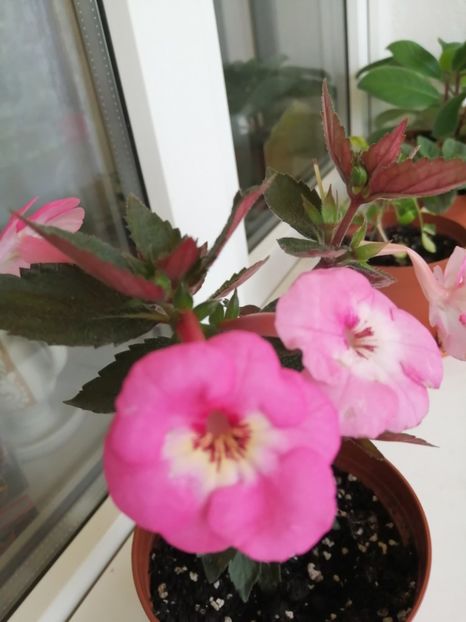  - Apple Blossom