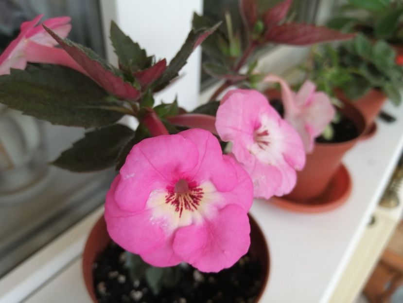  - Apple Blossom