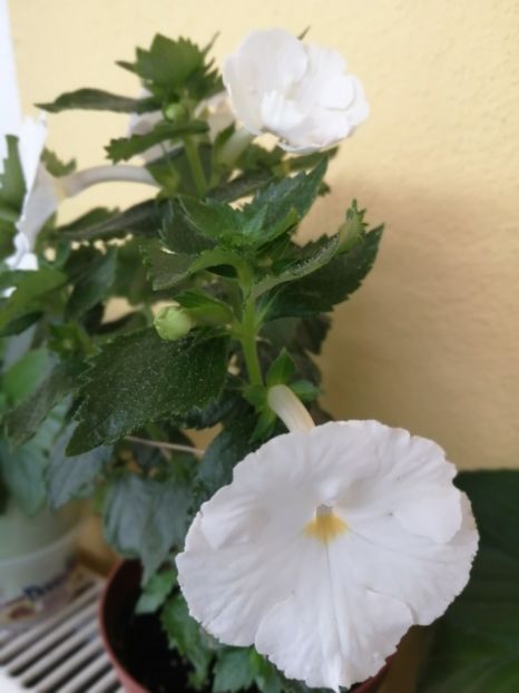  - White Glory