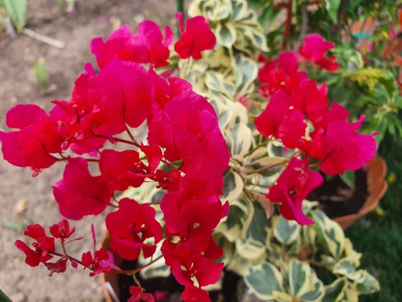  - Bouga Delima Merah