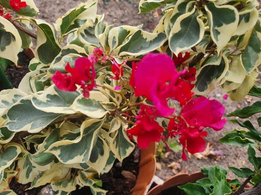  - Bouga Delima Merah