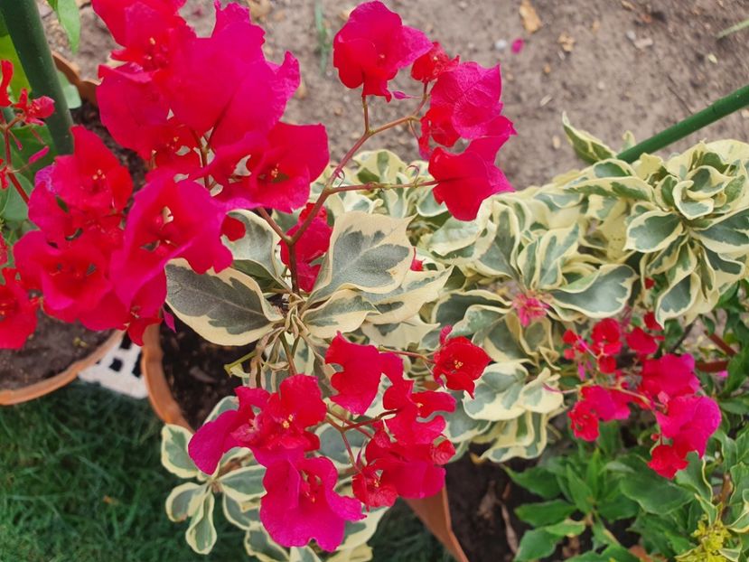  - Bouga Delima Merah