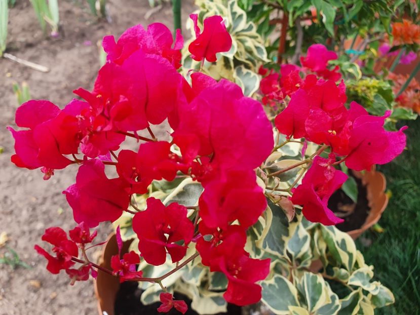  - Bouga Delima Merah