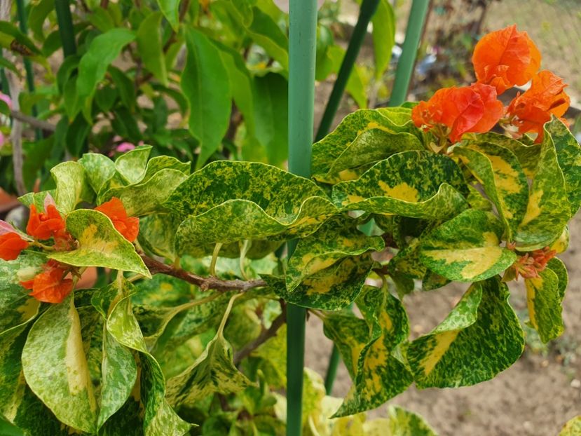  - Bouga Diamond Orange