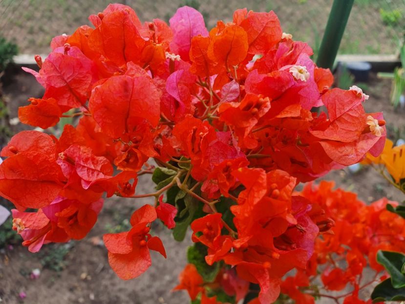  - Bouga Diamond Orange