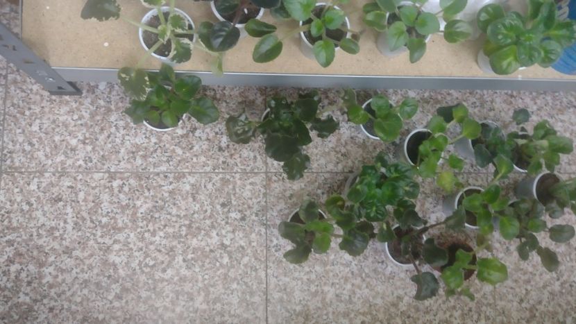  - Violete de colecție de vânzare