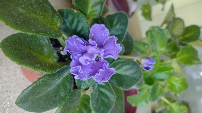  - Violete de colecție de vânzare