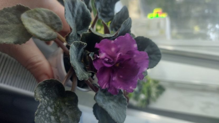  - Violete de colecție de vânzare