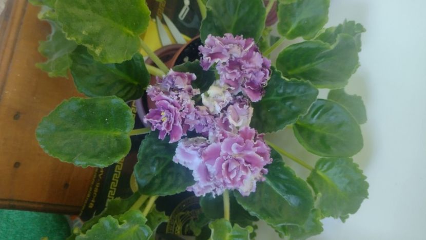 - Violete de colecție de vânzare