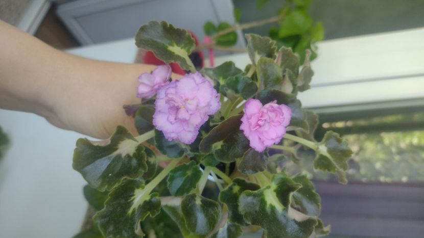  - Violete de colecție de vânzare