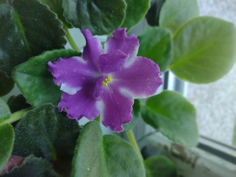  - Violete de colecție de vânzare