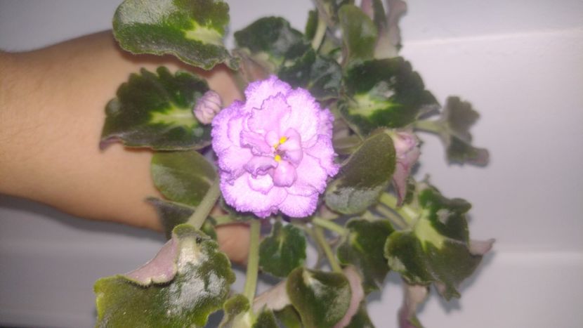  - Violete de colecție de vânzare