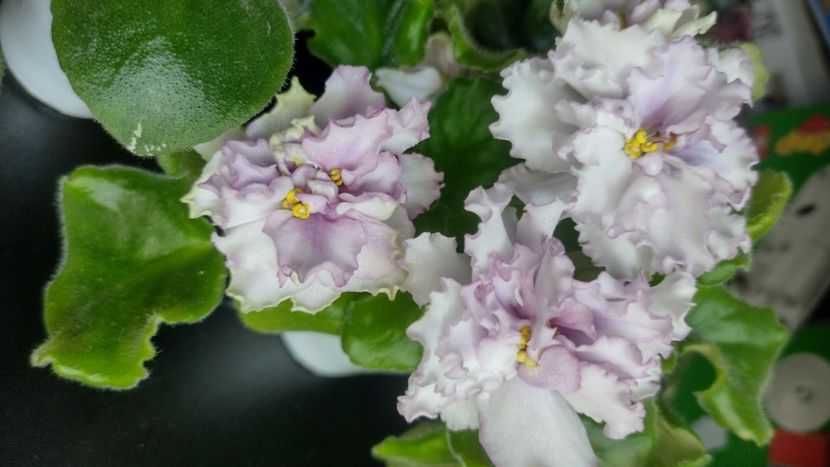  - Violete de colecție de vânzare
