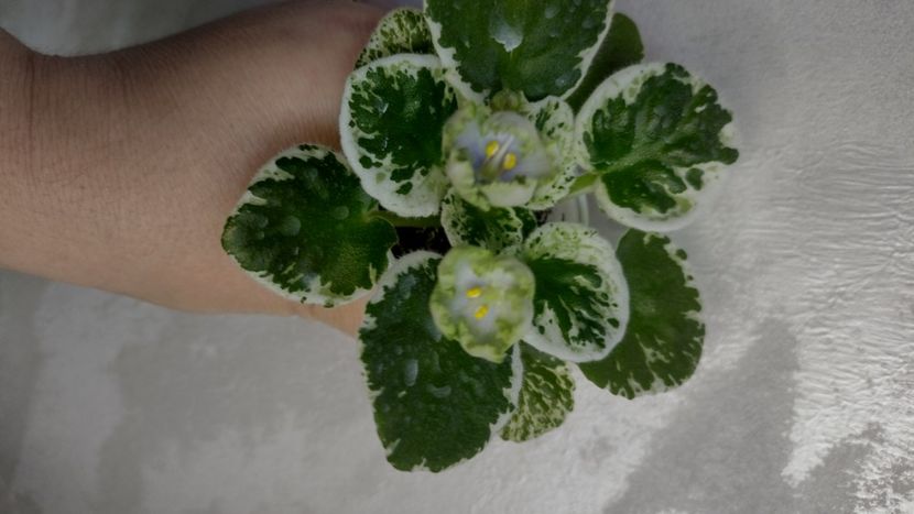 - Violete de colecție de vânzare