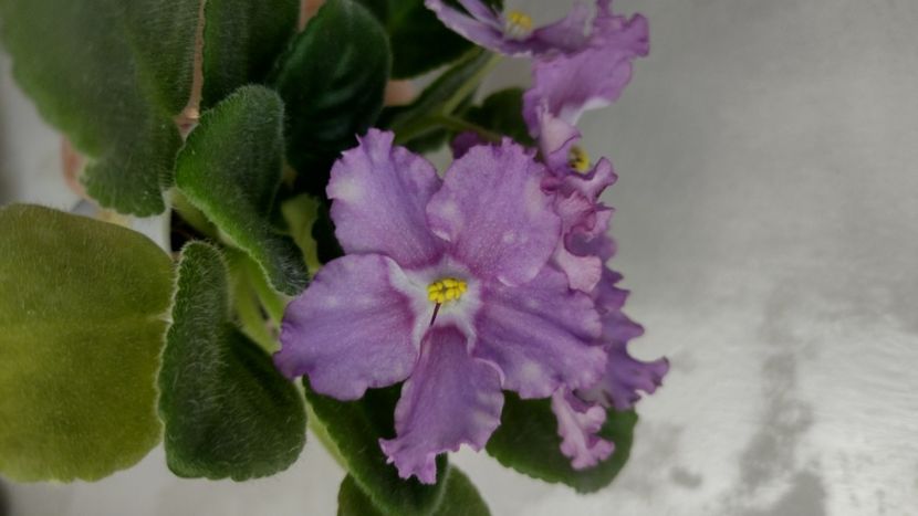  - Violete de colecție de vânzare