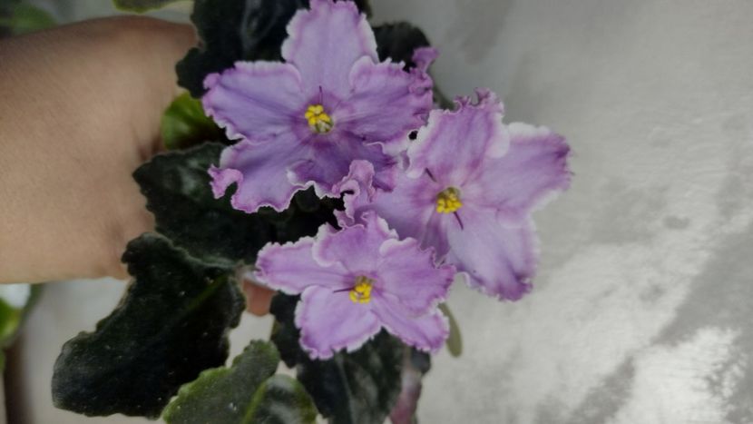  - Violete de colecție de vânzare