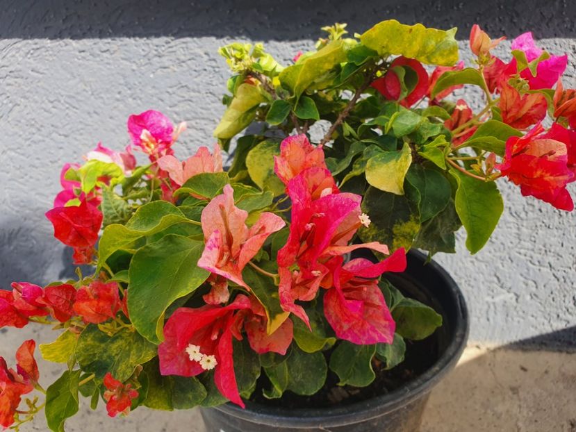  - Bouga Red September