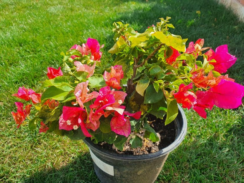  - Bouga Red September