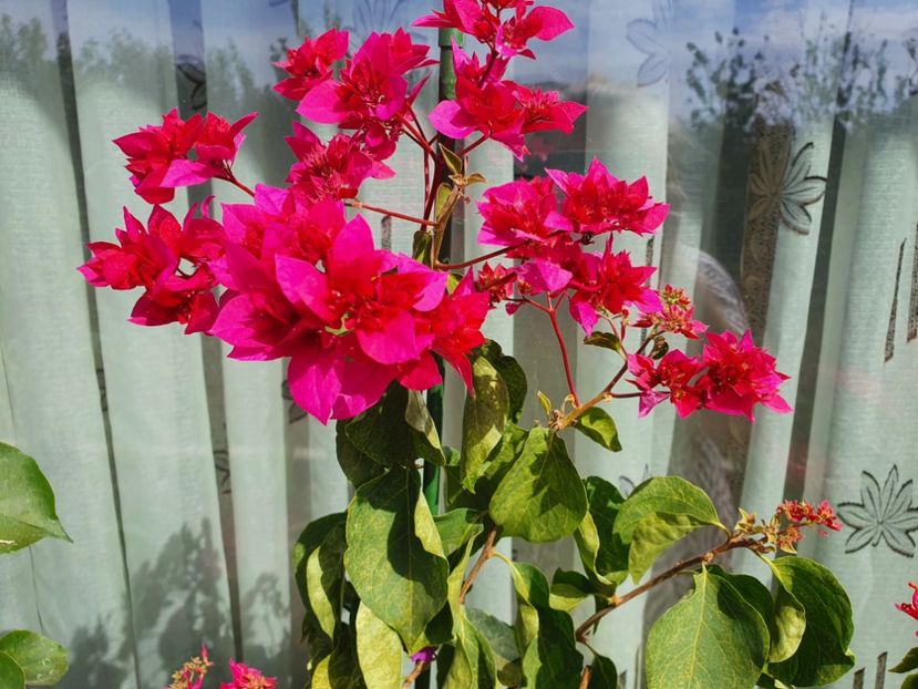  - Bouga Sangul Fatimah Red