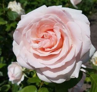 114123134_PGSQXXZ3-1 - poze