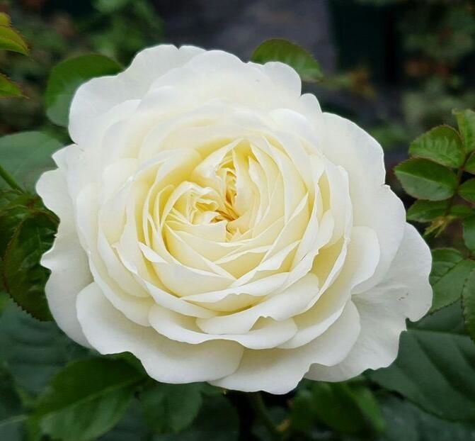 115106840_DPOLCWZ3-1 - poze