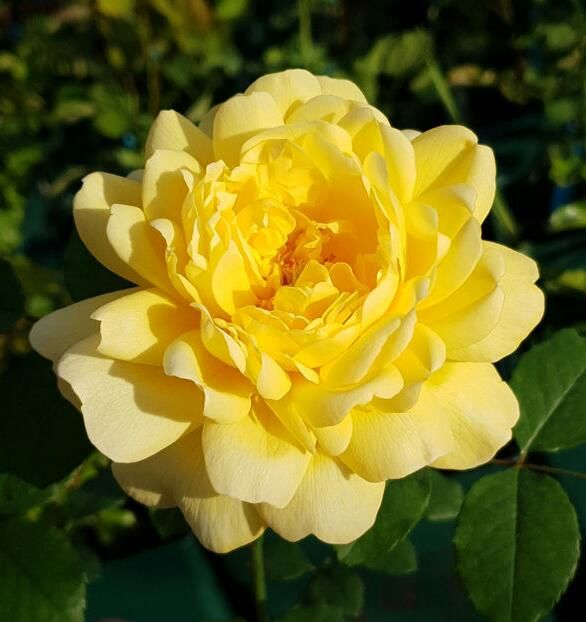 114617542_URSWMOQ3-1 - poze