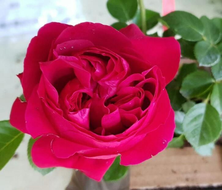 115118446_YKLISPO-1 - poze