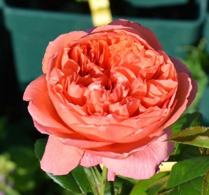 112282226_MAMXQQI3-1 - poze