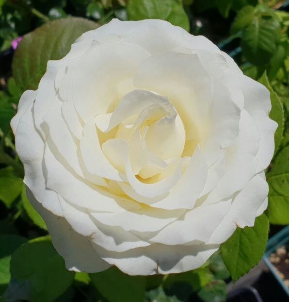 113627961_GZVQKKM-1 - poze